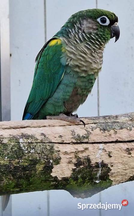 Rudosterka zielonolica łatwo się oswaja i można Gliwice