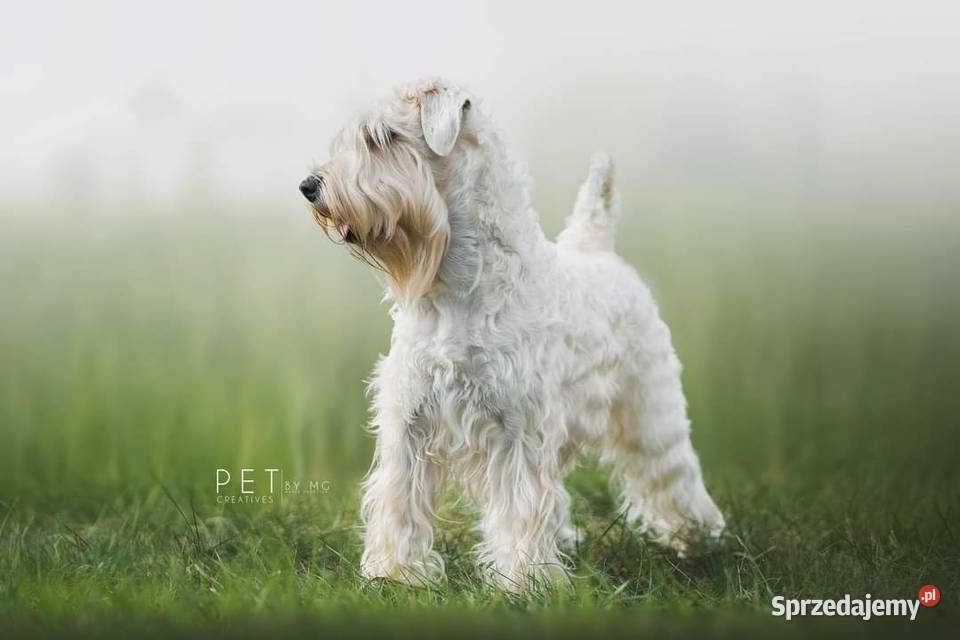 Irish soft coated wheaten terrier - terier pszeniczny