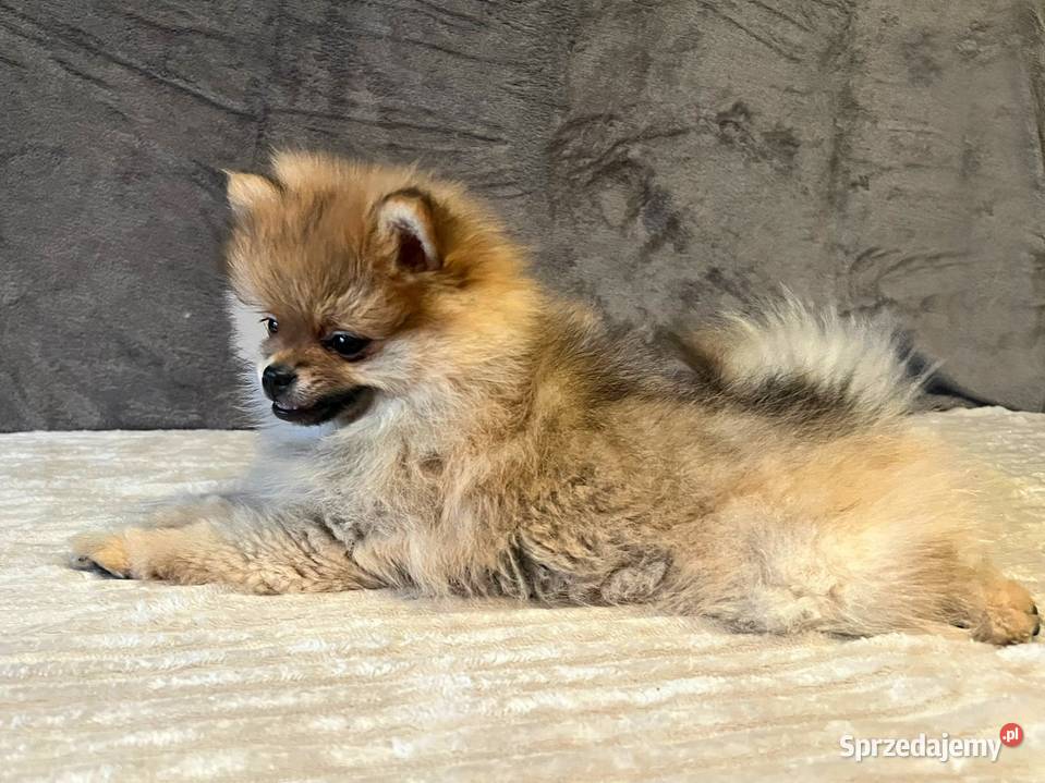 Szpic miniaturowy Pomeranian ORANGE Łódź