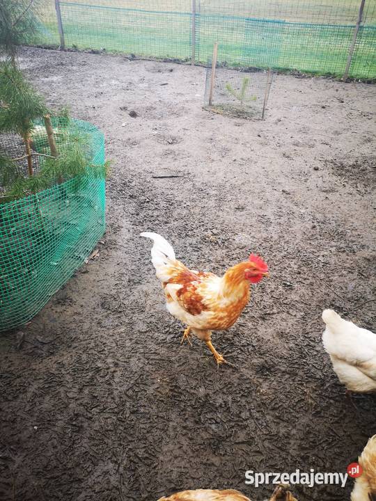 Kogut z Kwietnia tego roku Drób i ptactwo Grabków