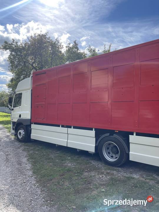 DAF CF 370 do żywca zwierząt Pozostałe