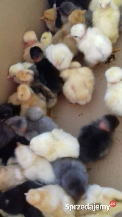 Sprzedam drub podlaskie Krasnopol sprzedam