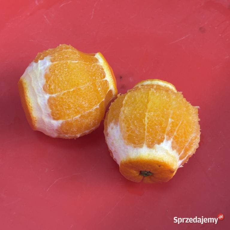 Obieraczka do cytrusów PND 4AV Zamość