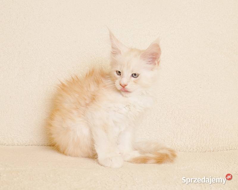 Przepiękny kocurek Maine Coon LEGALNA HODOWLA podlaskie Białystok