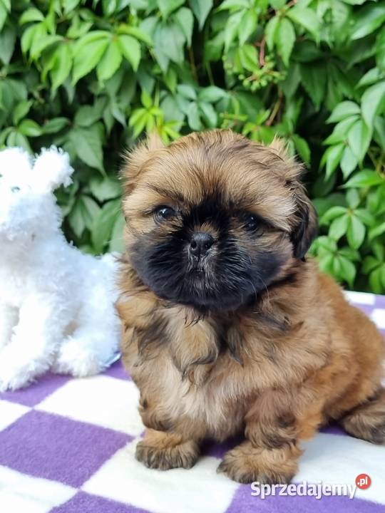 Pieski Shih Tzu zkwp fci gotowe do odbioru
