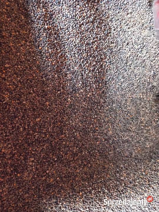 Wyka Gorczyca 2023 Pińczów