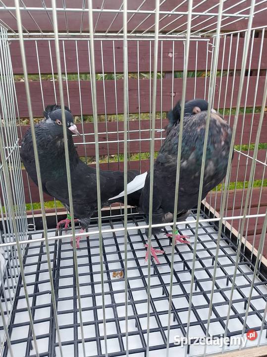 Gołębie ozdobne Wierzbice sprzedam