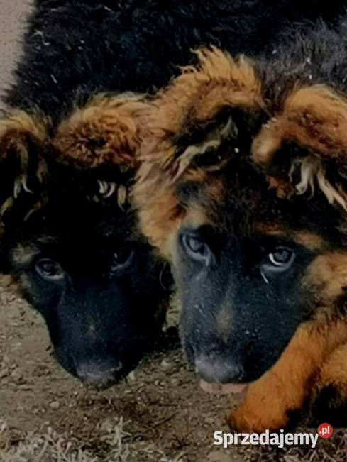 Owczarek niemiecki długowłosy potężnej budowy Klimontów