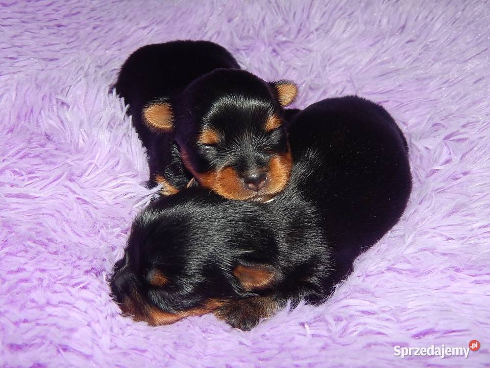 Yorkshire Terrier Śliczne Dziewczynki Maleńkich