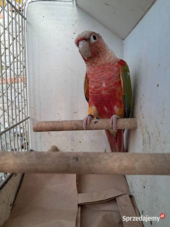 RudosterkaRudosterki Tryńcza