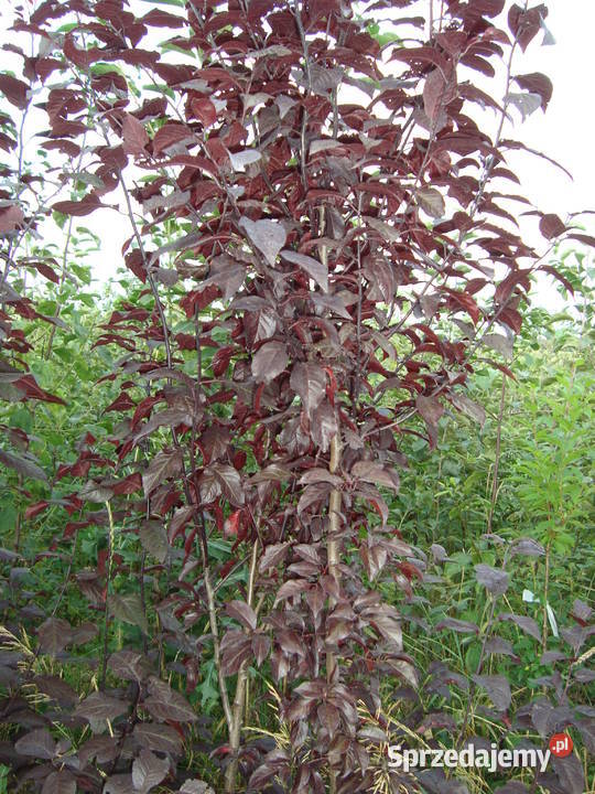 Trzmielina na pniu różne kolory i wysokości wielkopolskie Sośnica