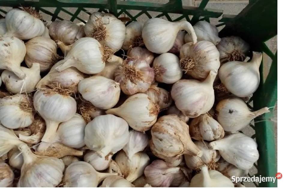 Czosnek przemysłowy kilówka kilogram Działoszyce sprzedam