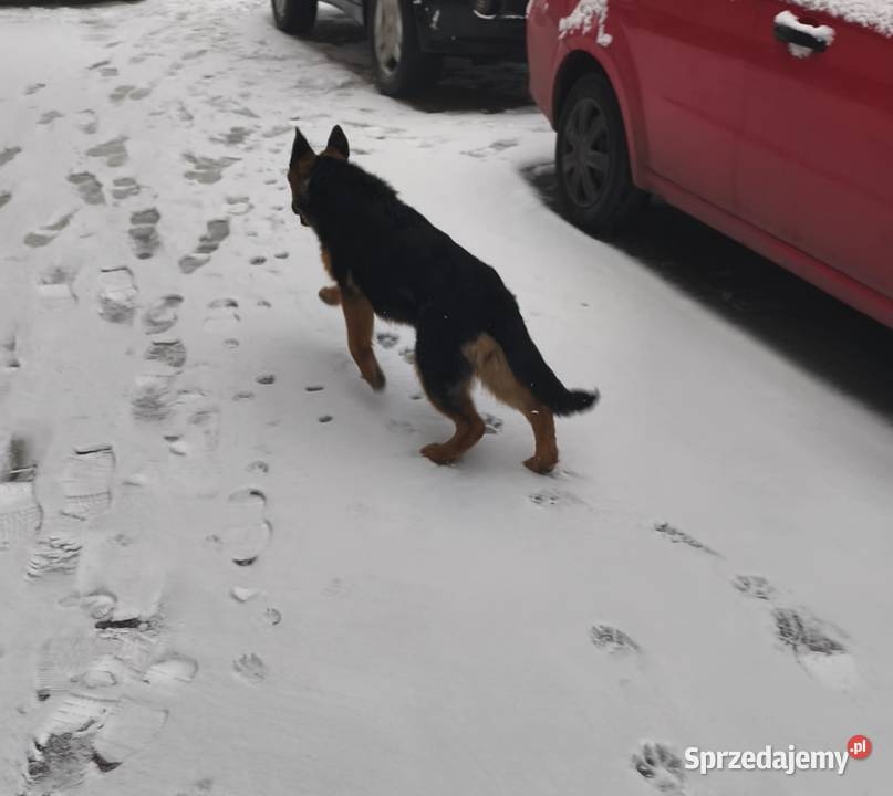 Szuka nowego domu Pozostałe sprzedam