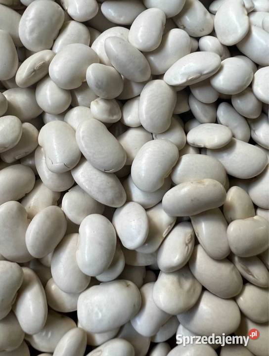 Fasola Jaś Karłowy 25 Pozostałe Zamość