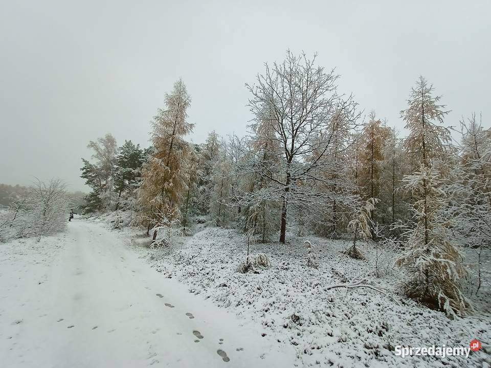 Syndyk Sprzeda Nieruchomości W Korzeniewie K/Kalisza Korzeniew ...