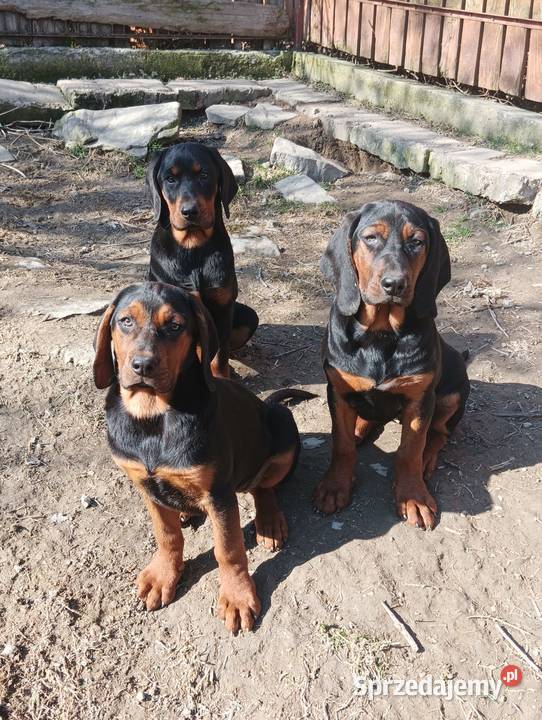 Szczenięta Gończy polski Kamionna