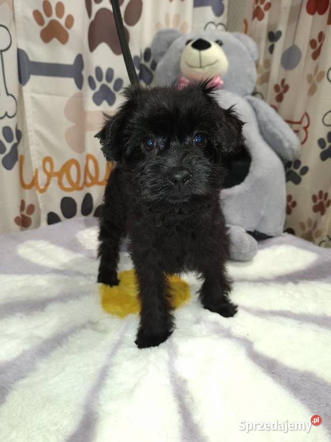 Yorkshire terrier komplet szczepień wielkopolskie Psary Małe