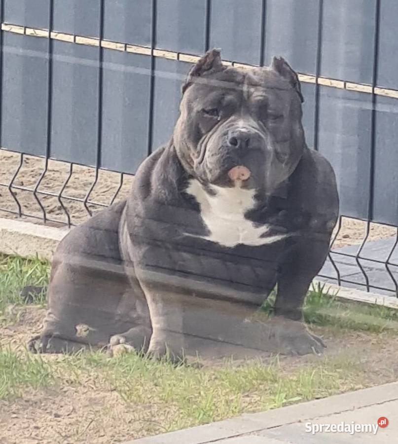 American Bully Pocket Abkc sprzedam