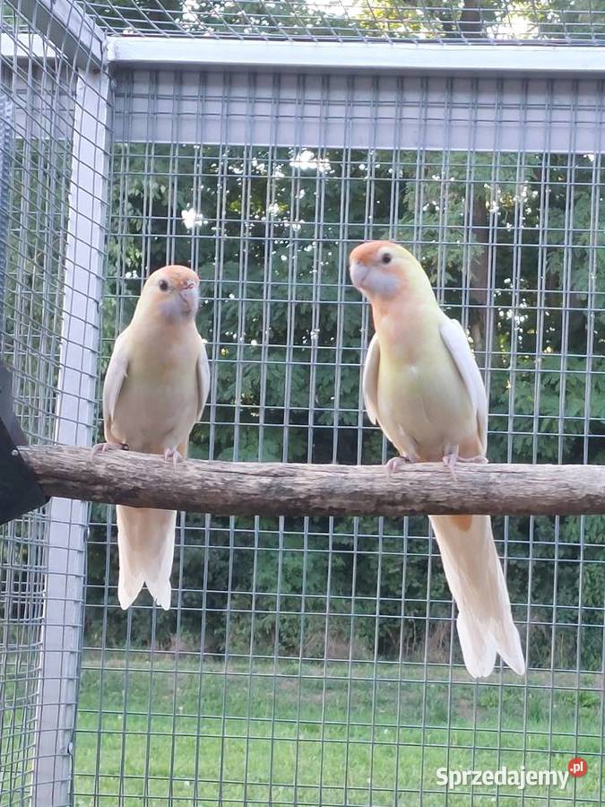 Posiadam na sprzedaż rozelle królewskie w Ptaki