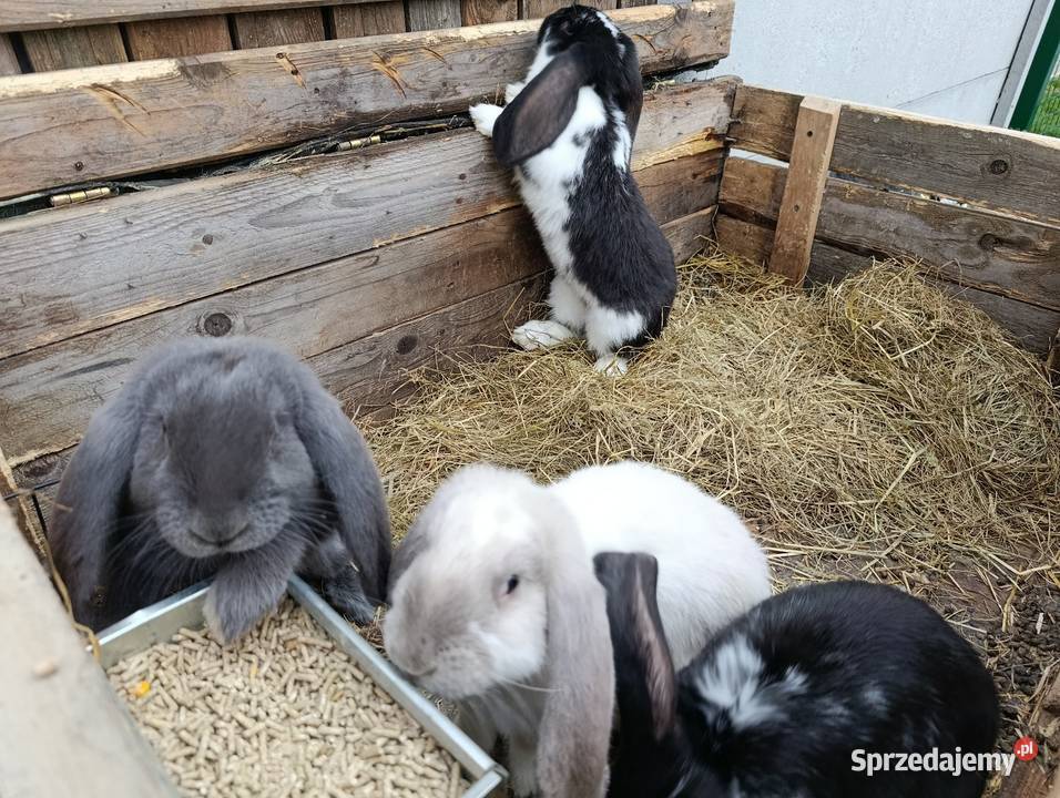 Sprzedam króliki baran francuski 4 samice i 4