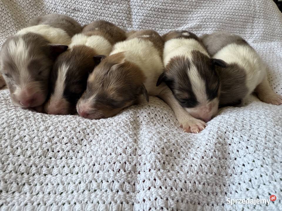 Owczarek szkocki długowłosy Colie Ostrołęka sprzedam