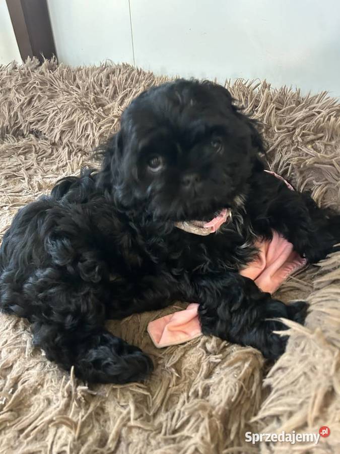 Szczeniaki Shihtzu Wrocław sprzedam