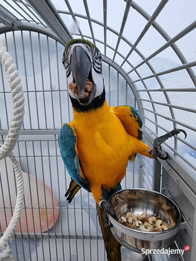 Sprzedam papugę oswojona