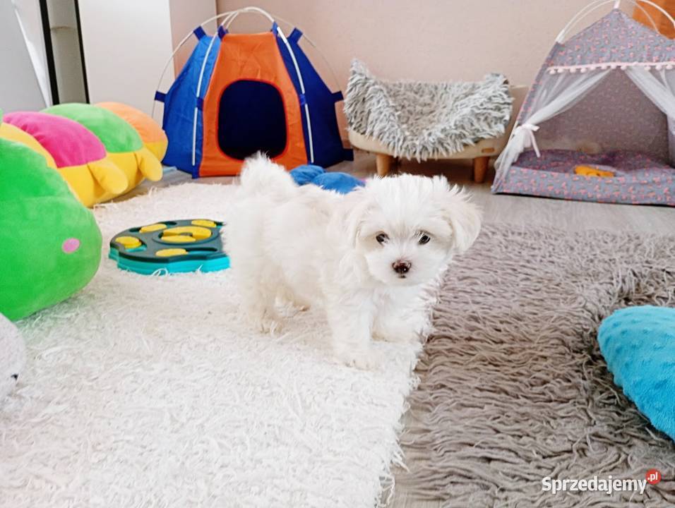 Maltańczyk szczenię suczka Zwierzęta