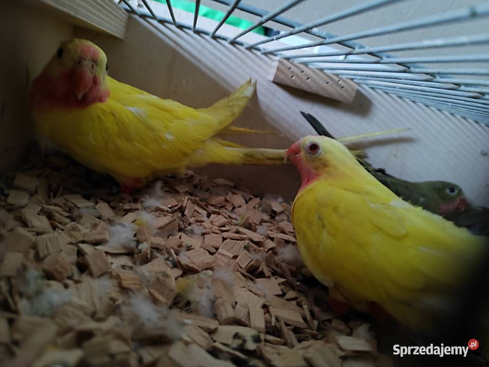 Papugi księżniczki walli Bochnia sprzedam