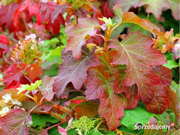 Hortensja dębolistna krzewy w doniczce Osiny 49a Rośliny Kępno