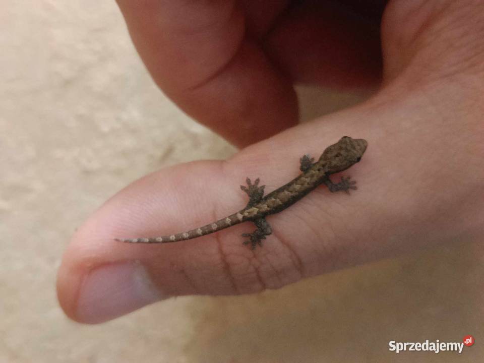 Gekon płaczący Lepidodactylus lugubris Kraków sprzedam