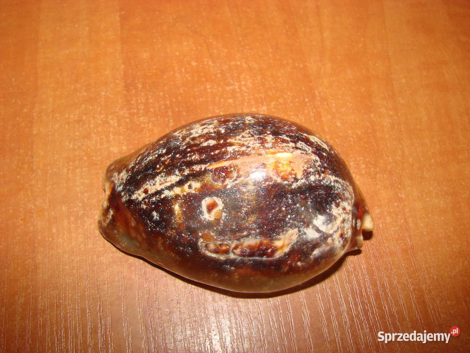 Cypraea muszla porcelanka pomorskie Pruszcz Gdański