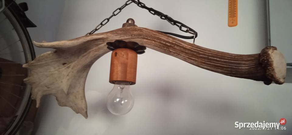 Niepowtarzalna lampa wisząca z poroża daniela Gniezno
