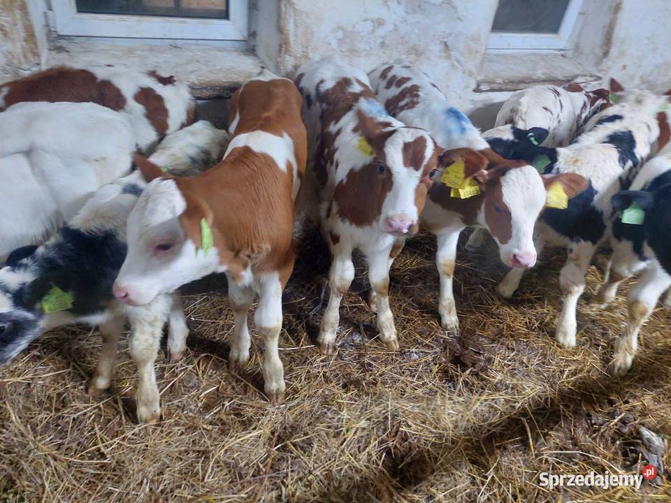 Byczki miesne Praszka