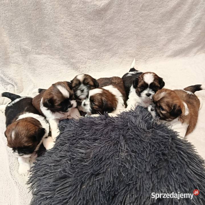 Shihtzu