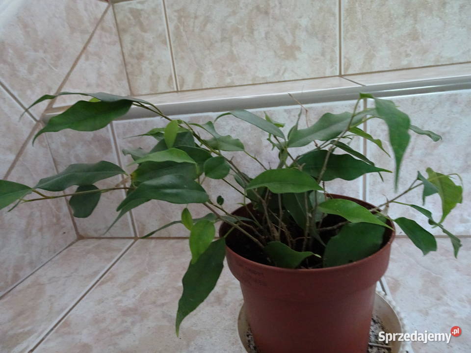 Ficus fikus Benjamina zielony Warszawa