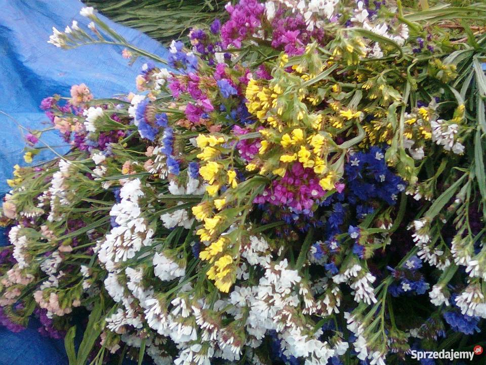 ZATRWIAN WRĘBNY LETNI TATARSKI SUSZ Chmielew