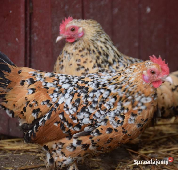 Jaja lęgowe karzełki łapciate