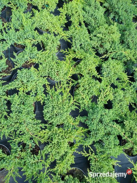 Jałowiec rozesłany Procumbens Nana Garlica Duchowna