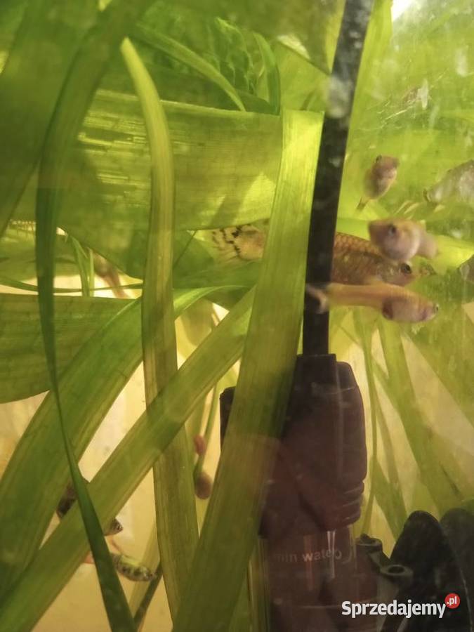 Rośliny Nurzaniec szerokiGałęzatka Kryptokoryna Piotrków Trybunalski sprzedam