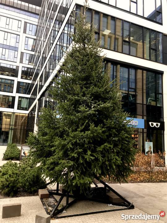 CHOINKA 6metrów wynajem z wypożyczeniem Warszawa