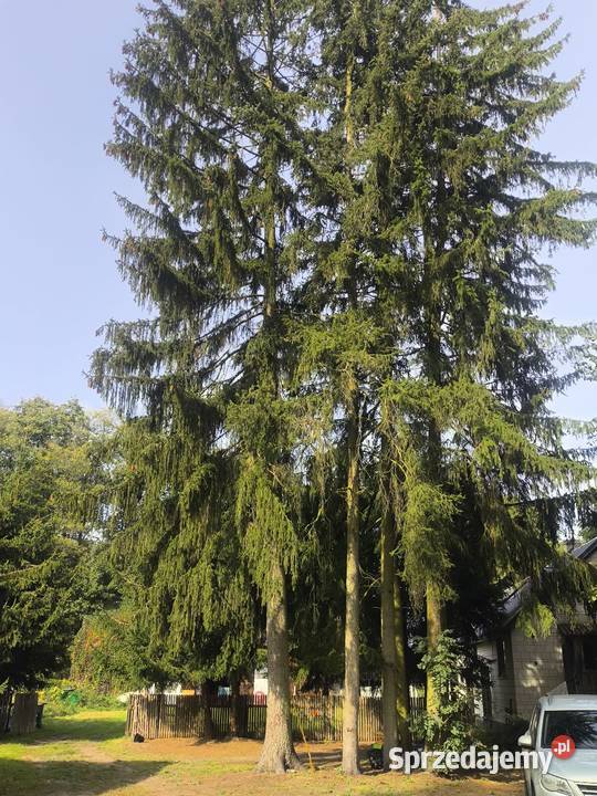 Świerk sprzedam mazowieckie Białusny Lasek sprzedam