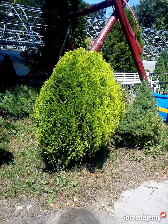 Tuja Aurea Nana tuja żółta książkowa Rośliny Proszowice