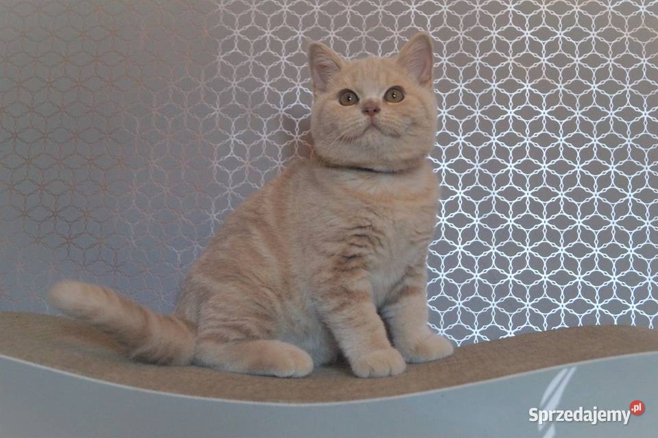 Kocurek Kremowy Brytyjska Rodowód PZFWCF Radzymin