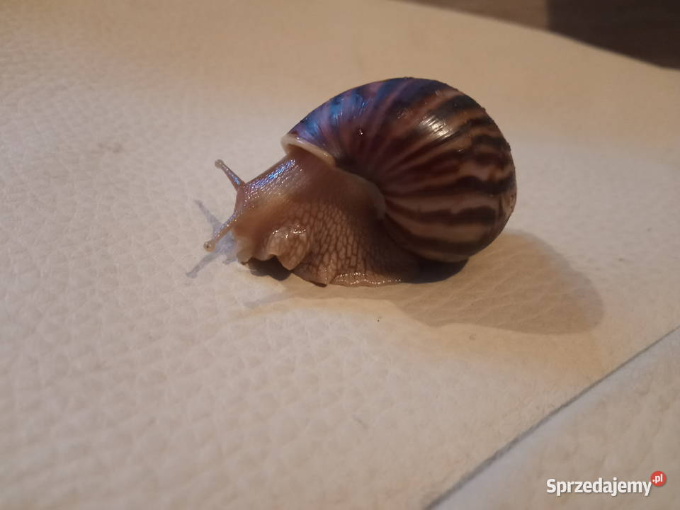 Ślimaki Lissachatina Pichorowice sprzedam