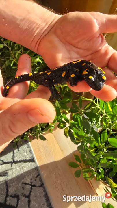 Gekon kameleon jaszczurka salamandra Kijany sprzedam