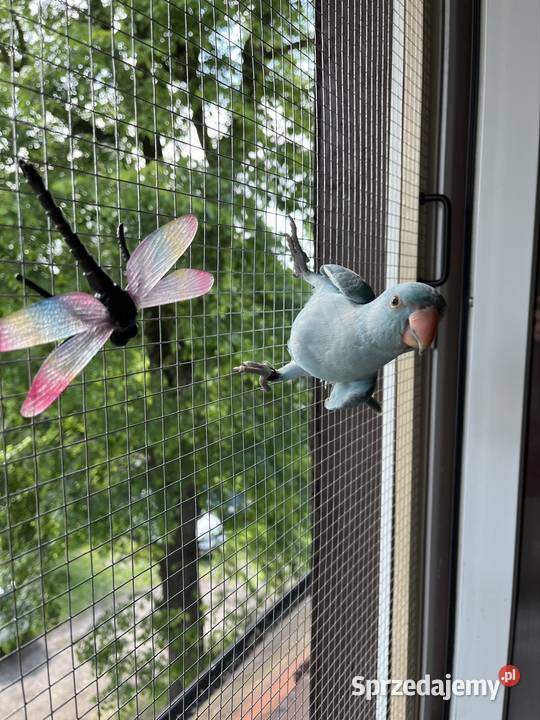 Papuga Aleksandreta obrożna ręcznie karmiona śląskie Katowice