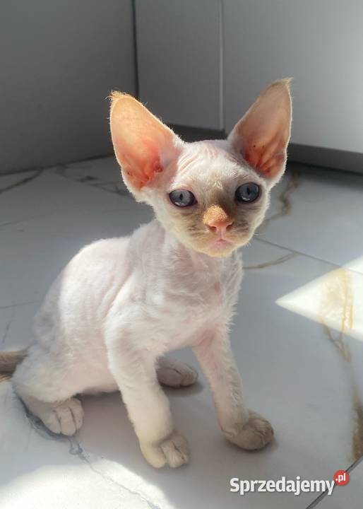 Kocurek Devon rex Alfred Szczecin
