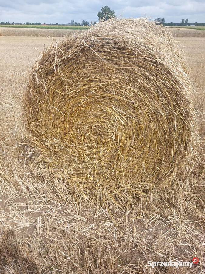 słoma z pszenżyta Trawy, słoma sprzedam