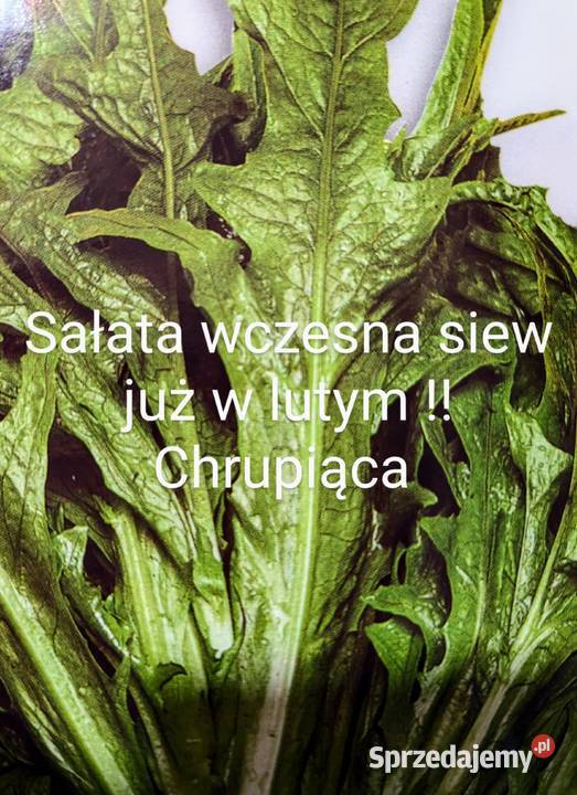Sałata cykorię Świata siew już stycznia Nasiona małopolskie Kraków